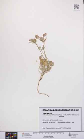 Homalocarpus dichotomus [Espécimen: UCH:AGUCH:0037922]