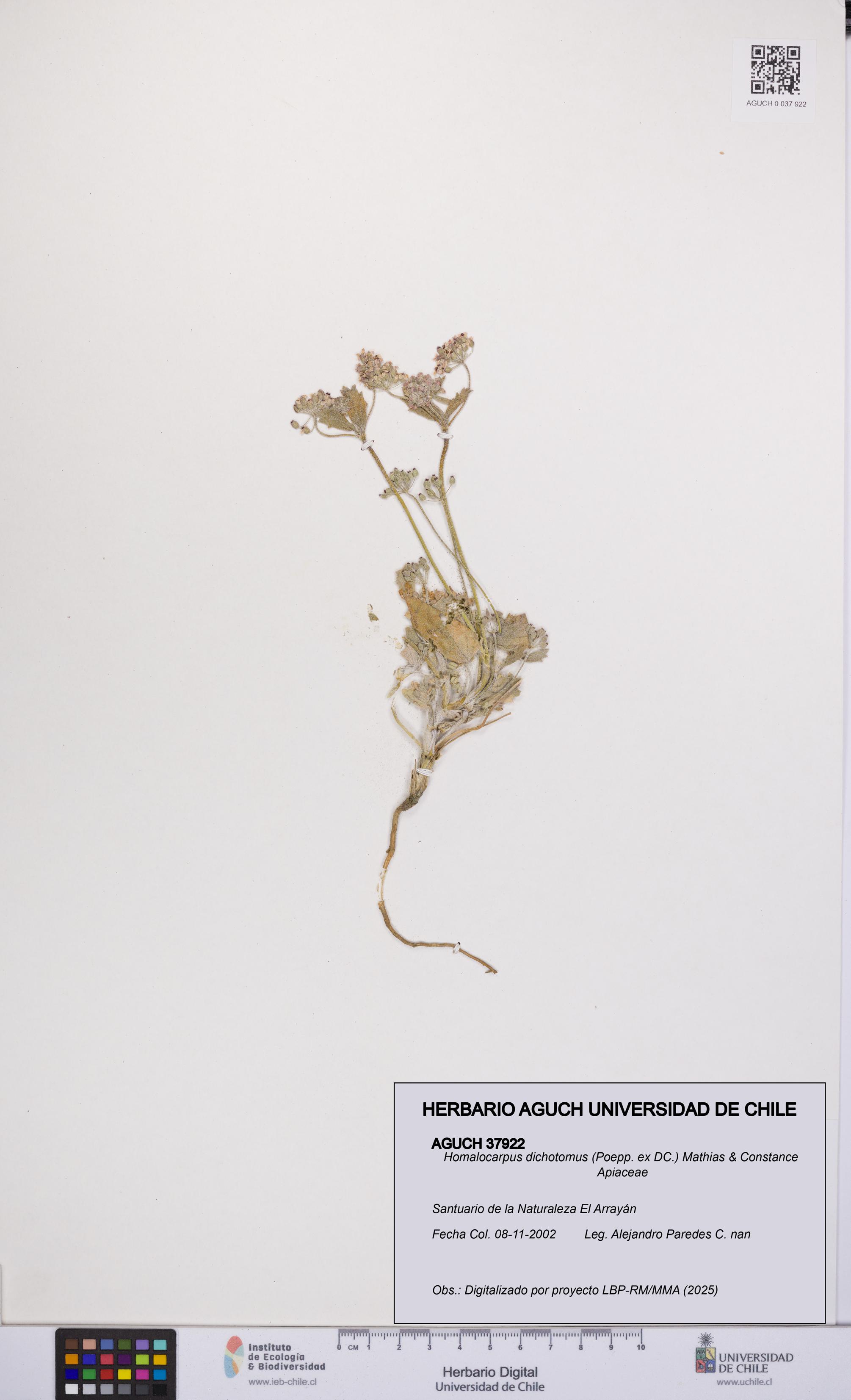 Homalocarpus dichotomus [Espécimen: UCH:AGUCH:0037922]