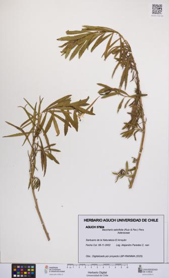 Baccharis salicifolia [Espécimen: UCH:AGUCH:0037924]