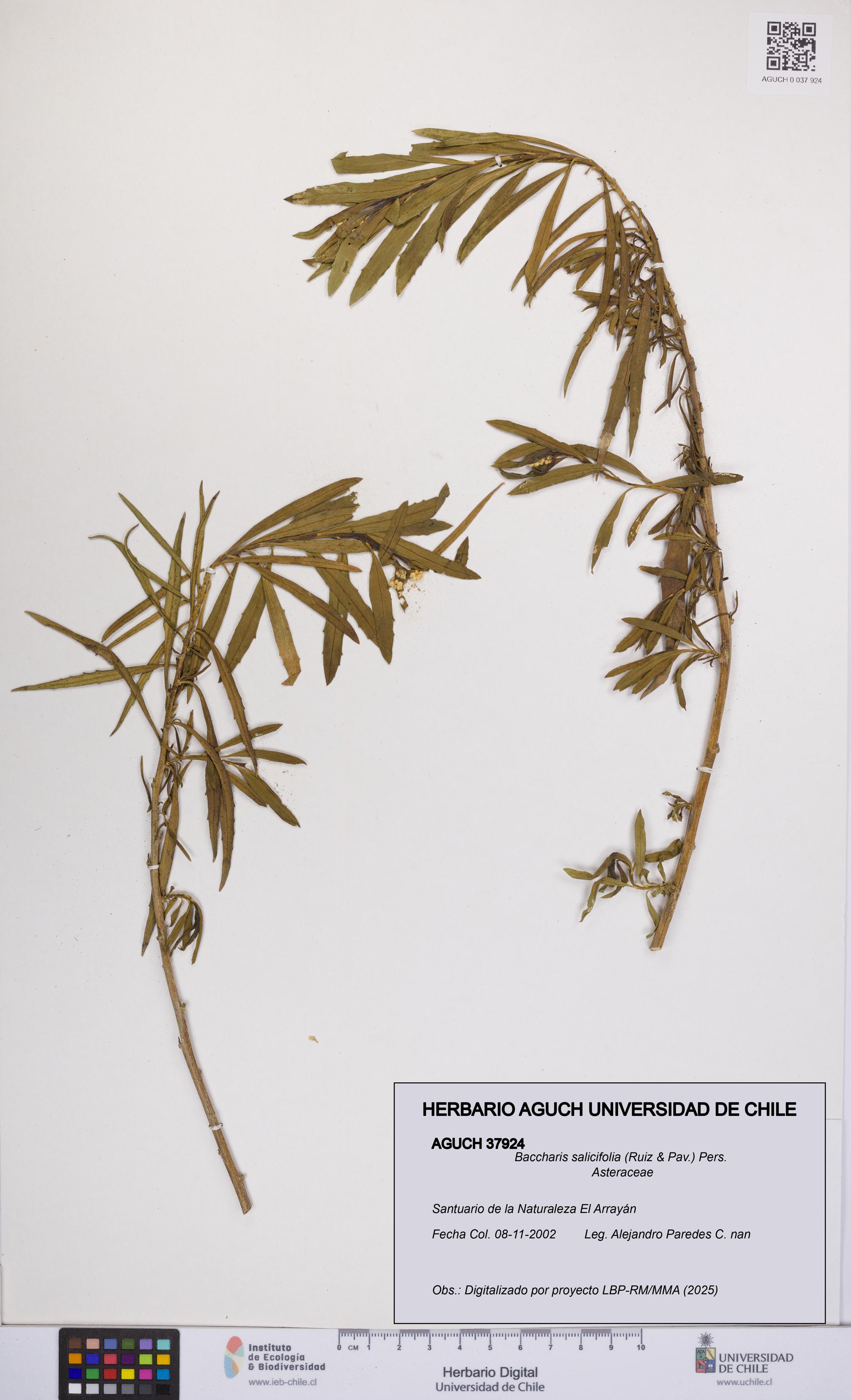 Baccharis salicifolia [Espécimen: UCH:AGUCH:0037924]
