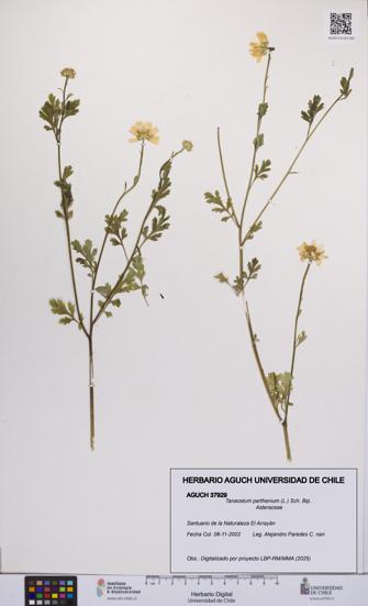 Tanacetum parthenium [Espécimen: UCH:AGUCH:0037929]