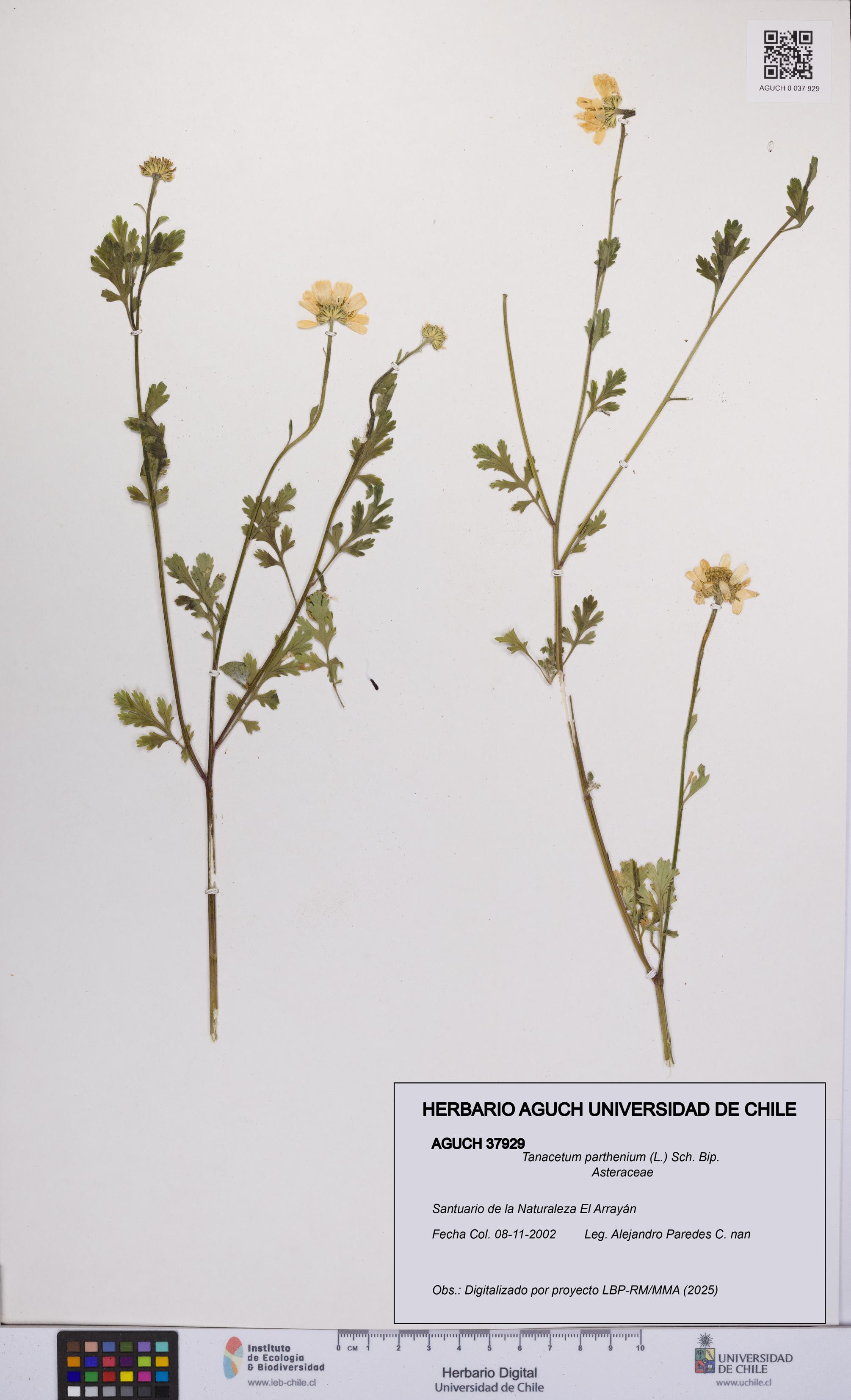 Tanacetum parthenium [Espécimen: UCH:AGUCH:0037929]