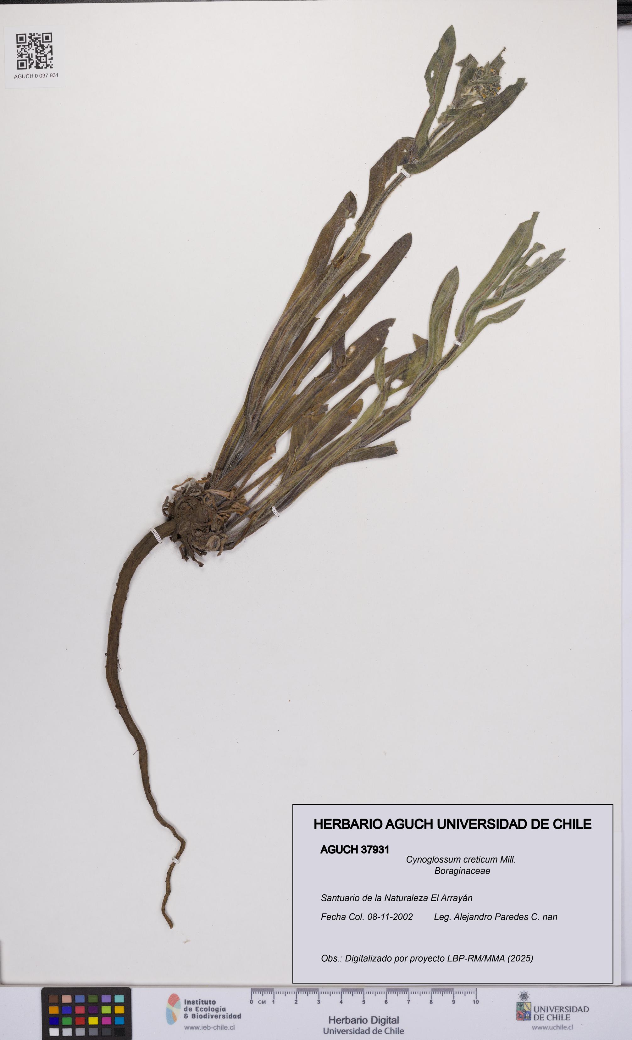 Cynoglossum creticum [Espécimen: UCH:AGUCH:0037931]