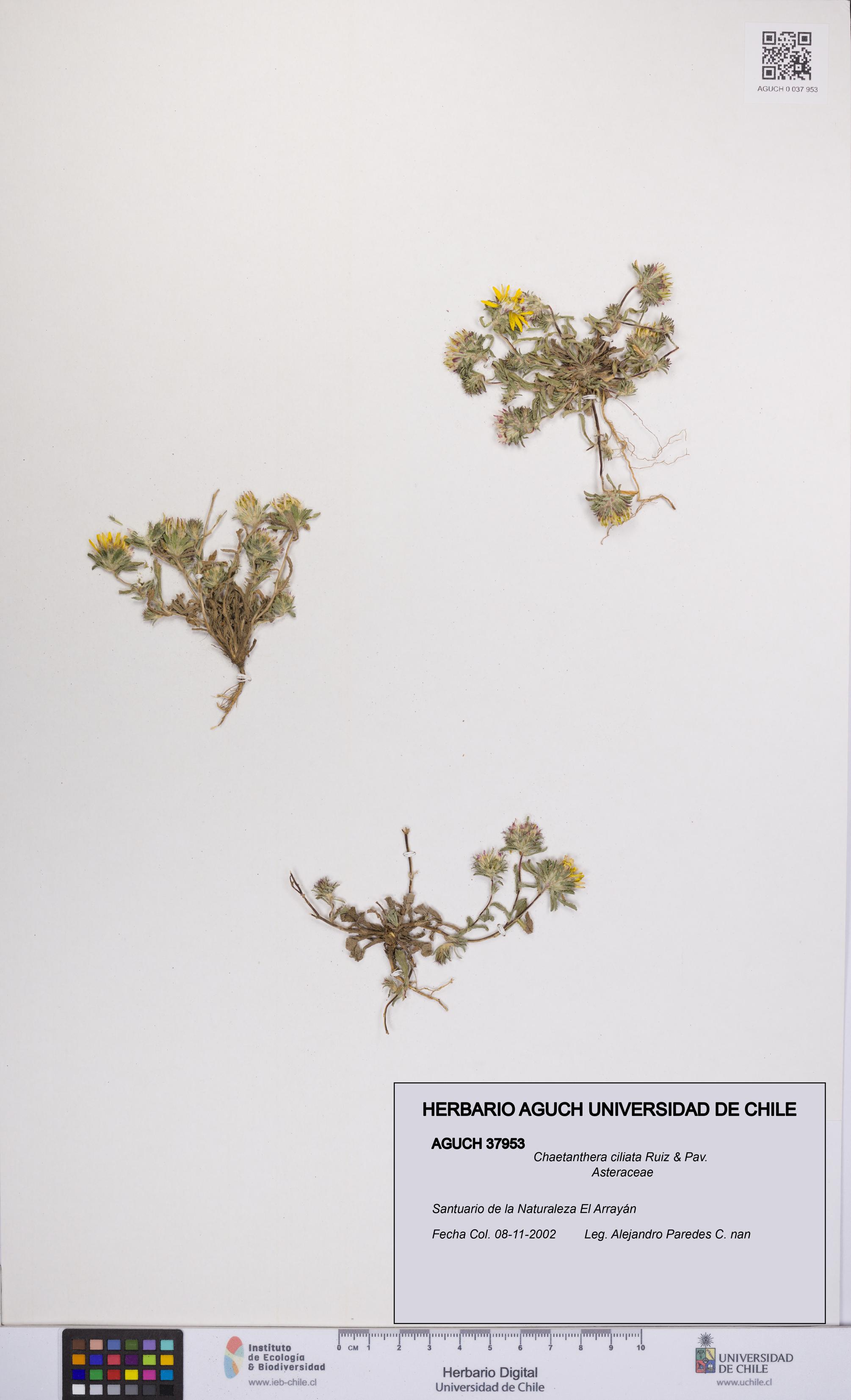 Chaetanthera ciliata [Espécimen: UCH:AGUCH:0037953]