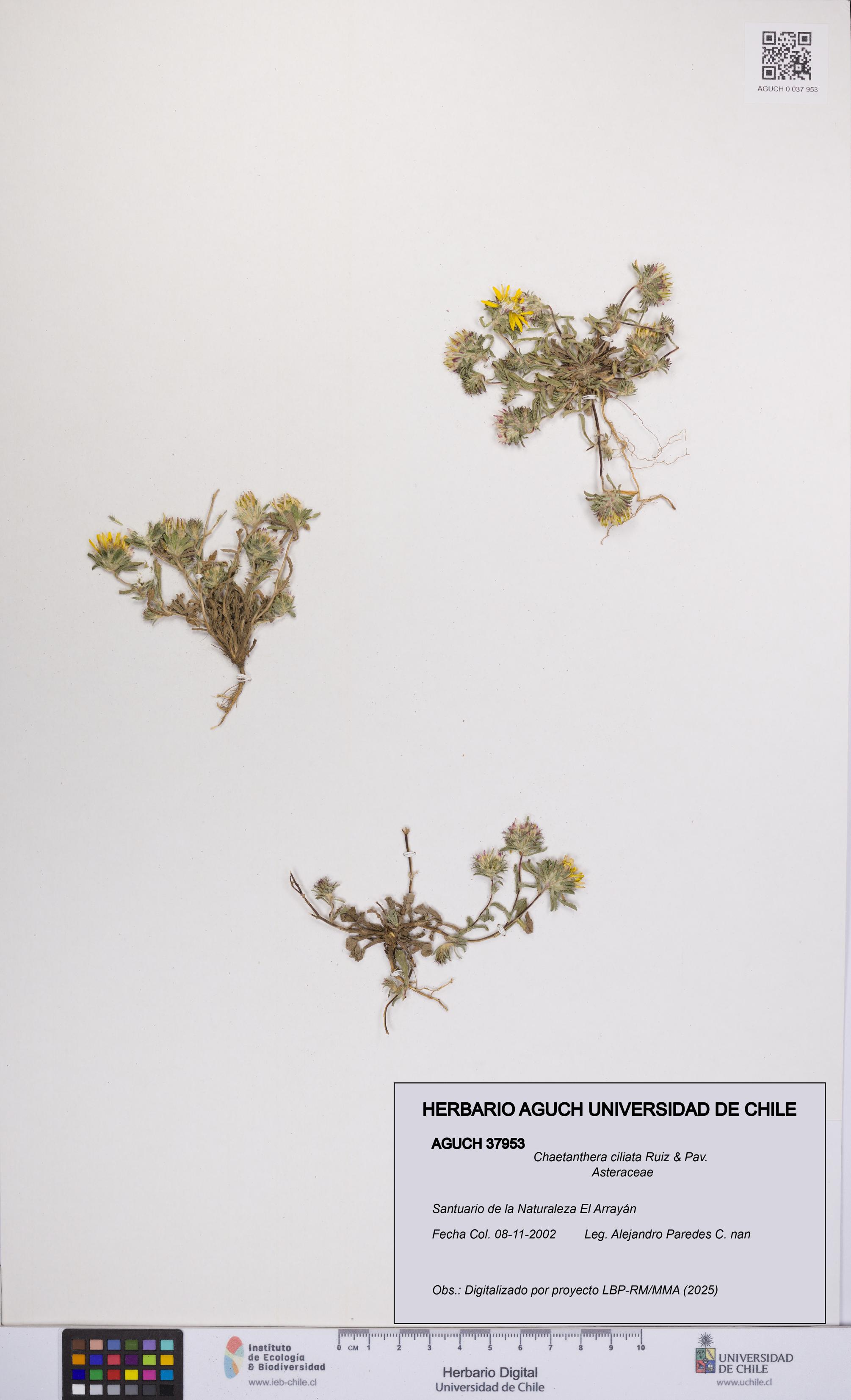 Chaetanthera ciliata [Espécimen: UCH:AGUCH:0037953]