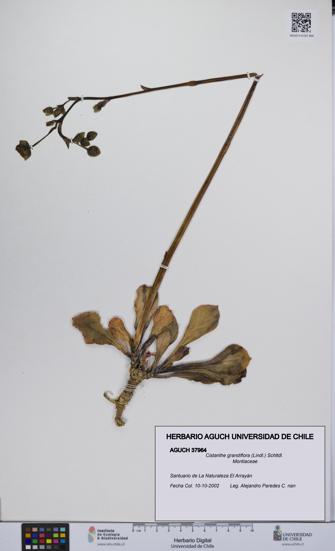 Cistanthe grandiflora [Espécimen: UCH:AGUCH:0037964]