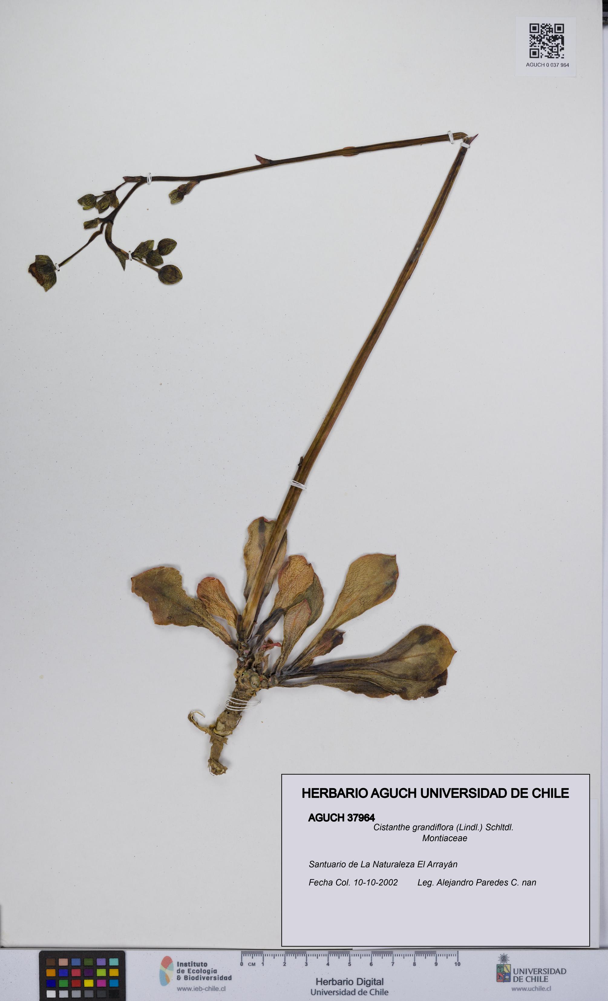 Cistanthe grandiflora [Espécimen: UCH:AGUCH:0037964]