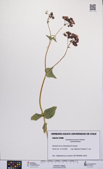 Calceolaria purpurea [Espécimen: UCH:AGUCH:0037966]