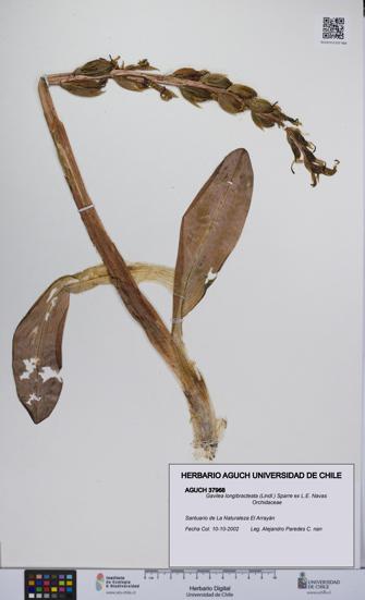 Gavilea longibracteata [Espécimen: UCH:AGUCH:0037968]