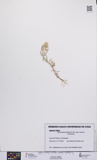 Gamochaeta spiciformis [Espécimen: UCH:AGUCH:0037973]