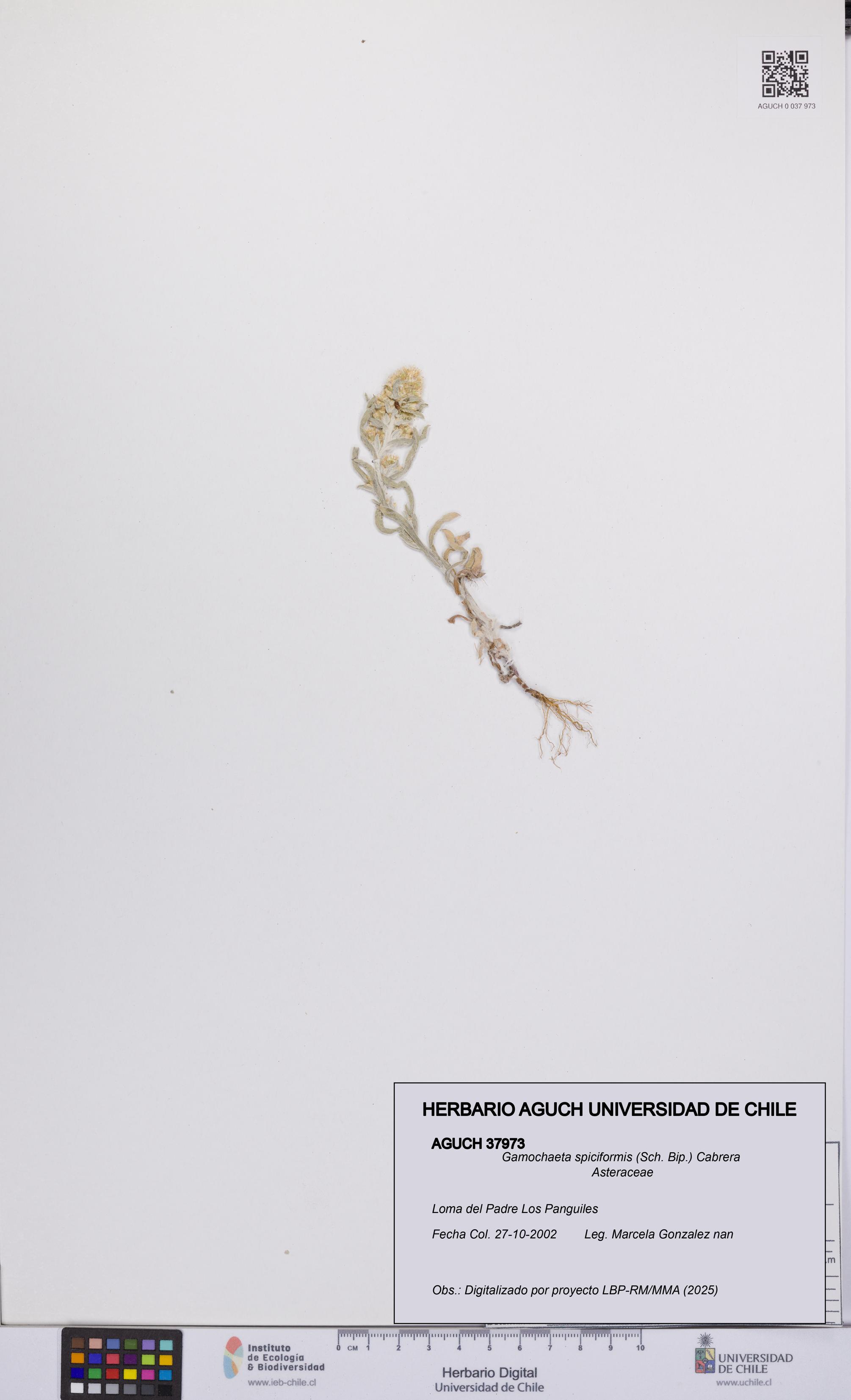 Gamochaeta spiciformis [Espécimen: UCH:AGUCH:0037973]