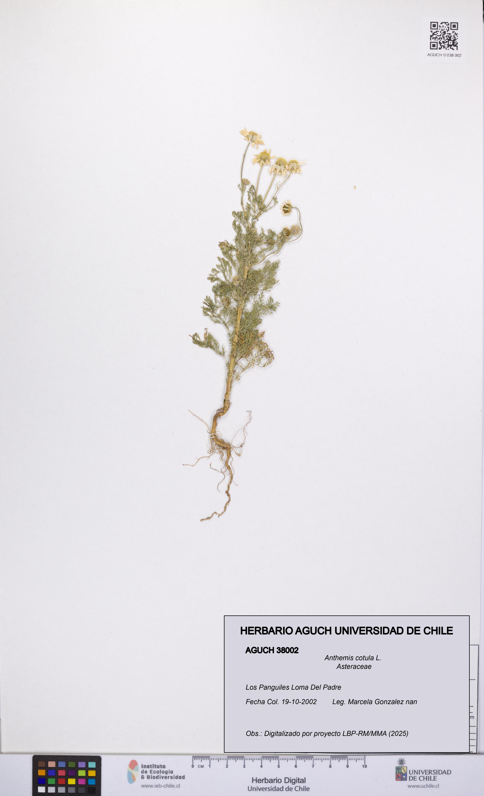 Anthemis cotula [Espécimen: UCH:AGUCH:0038002]