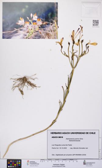Alstroemeria pulchra [Espécimen: UCH:AGUCH:0038016]