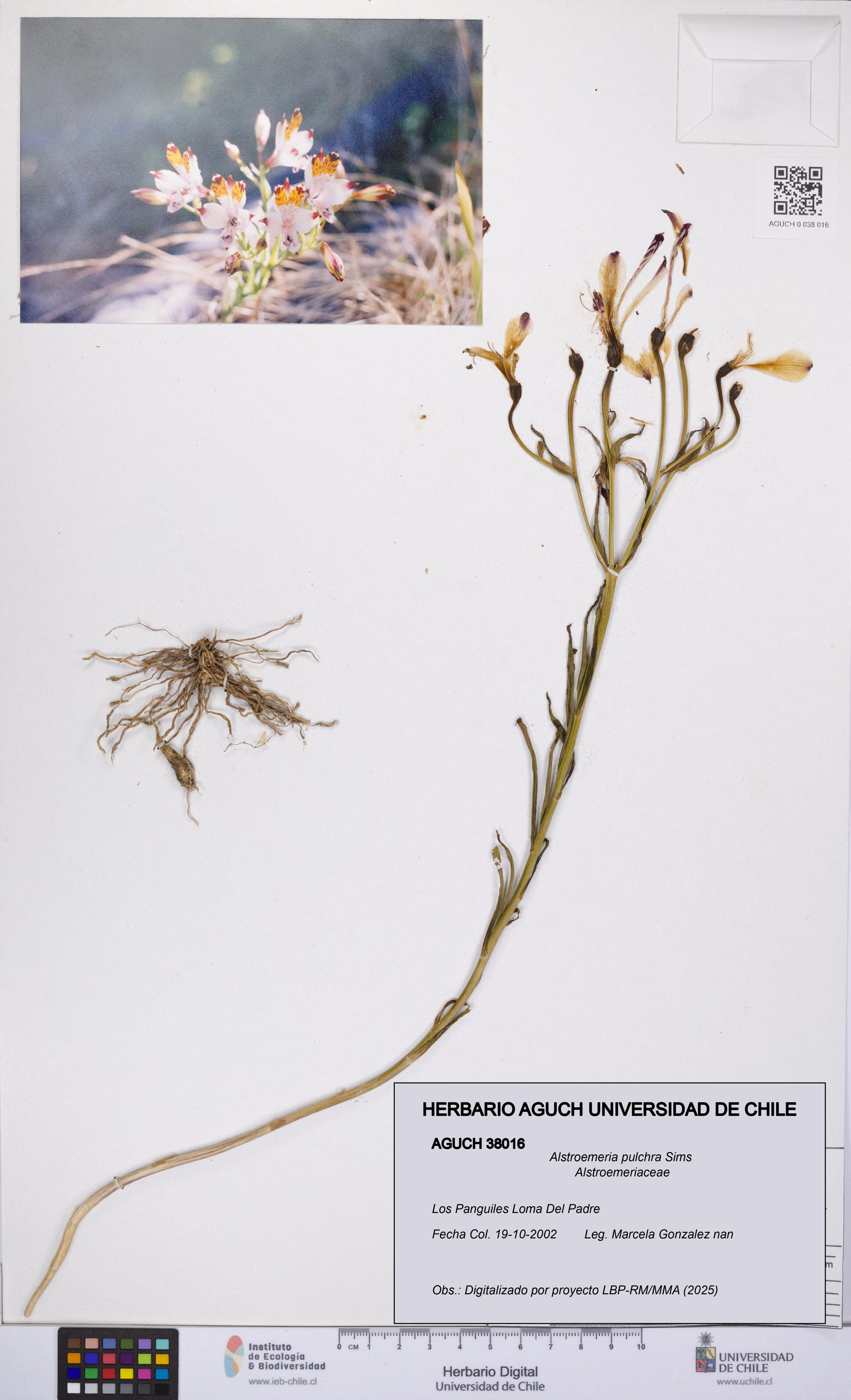 Alstroemeria pulchra [Espécimen: UCH:AGUCH:0038016]