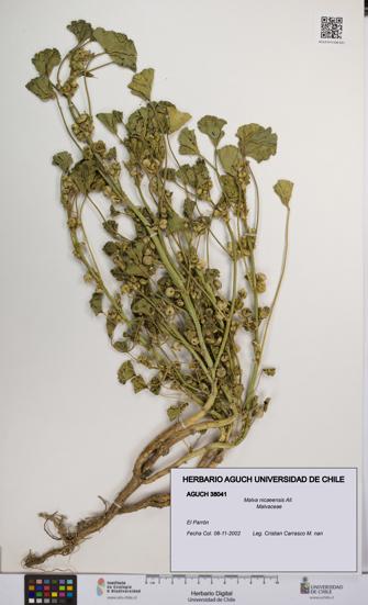 Malva nicaeensis [Espécimen: UCH:AGUCH:0038041]