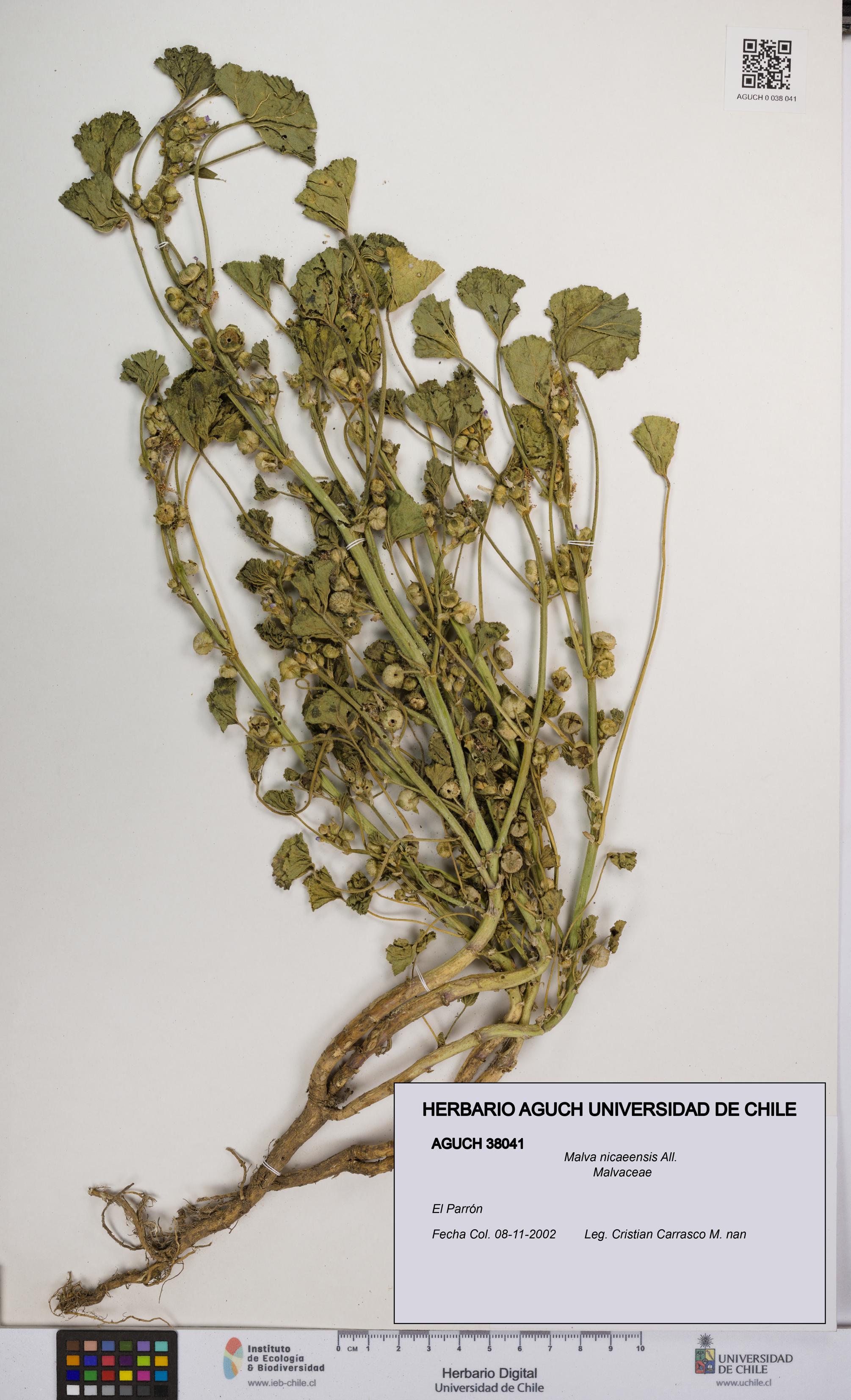 Malva nicaeensis [Espécimen: UCH:AGUCH:0038041]