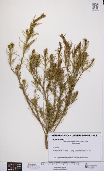 Baccharis linearis [Espécimen: UCH:AGUCH:0038062]