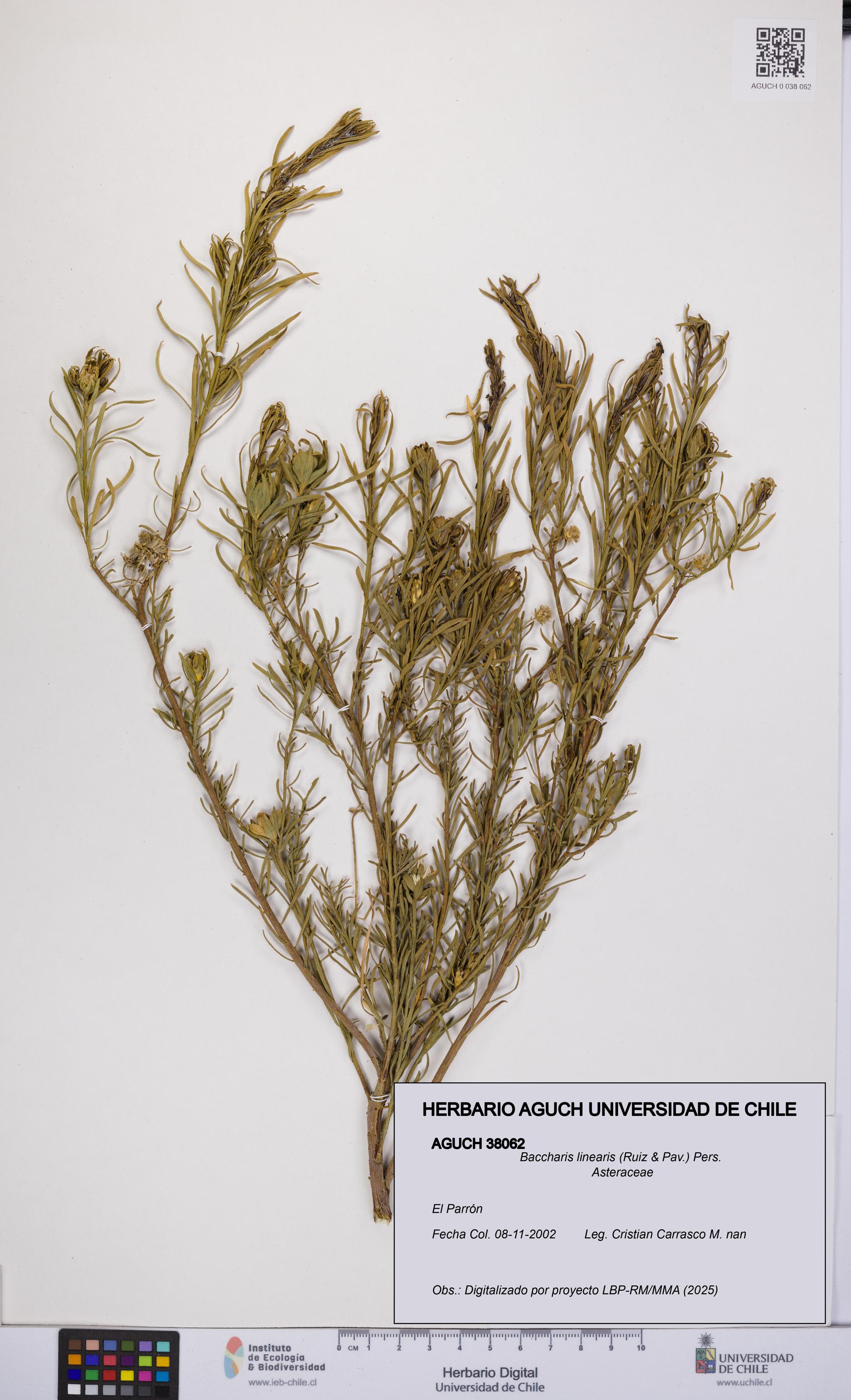 Baccharis linearis [Espécimen: UCH:AGUCH:0038062]