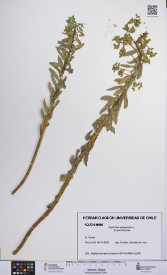 Euphorbia platyphyllos [Espécimen: UCH:AGUCH:0038065]