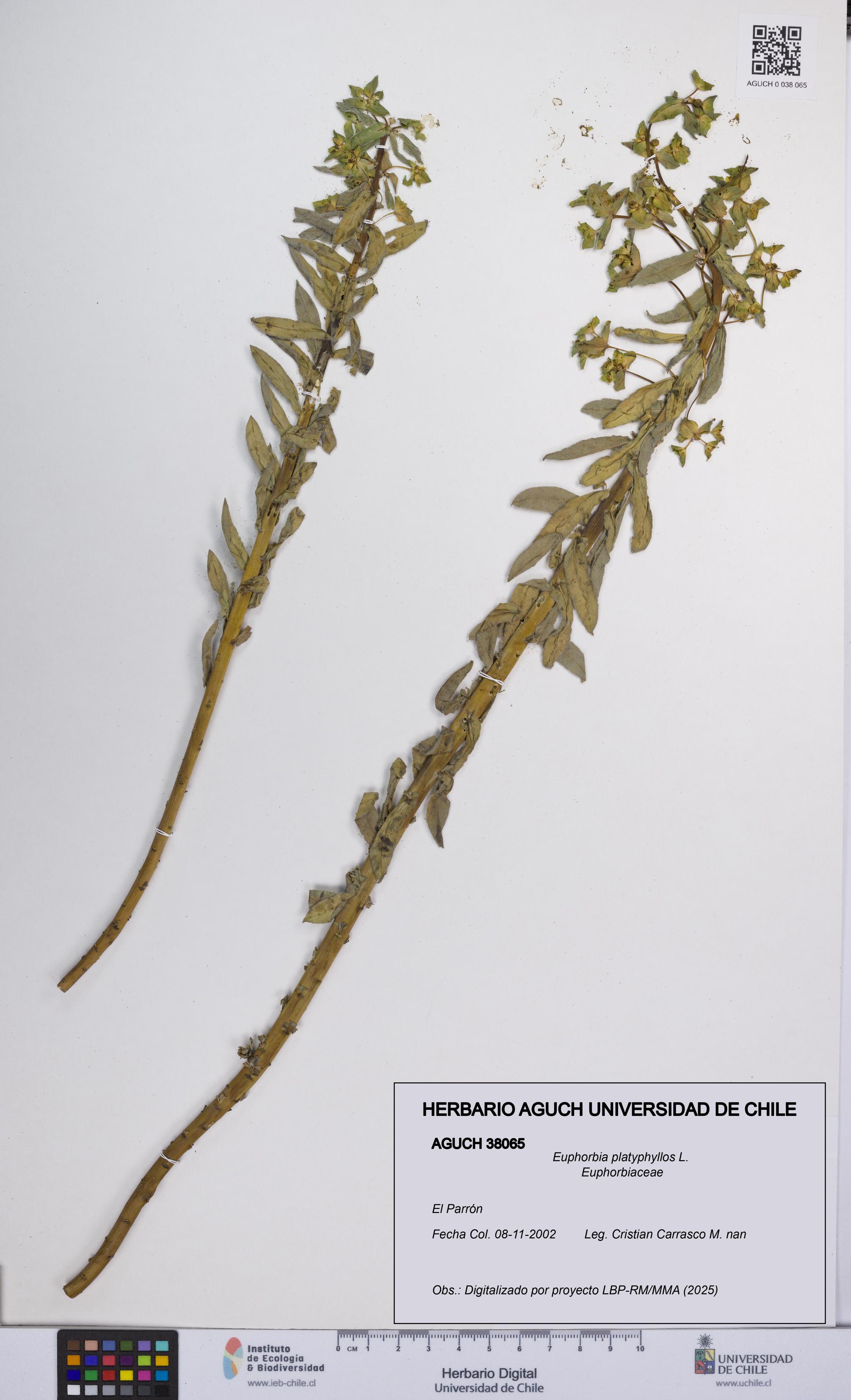 Euphorbia platyphyllos [Espécimen: UCH:AGUCH:0038065]