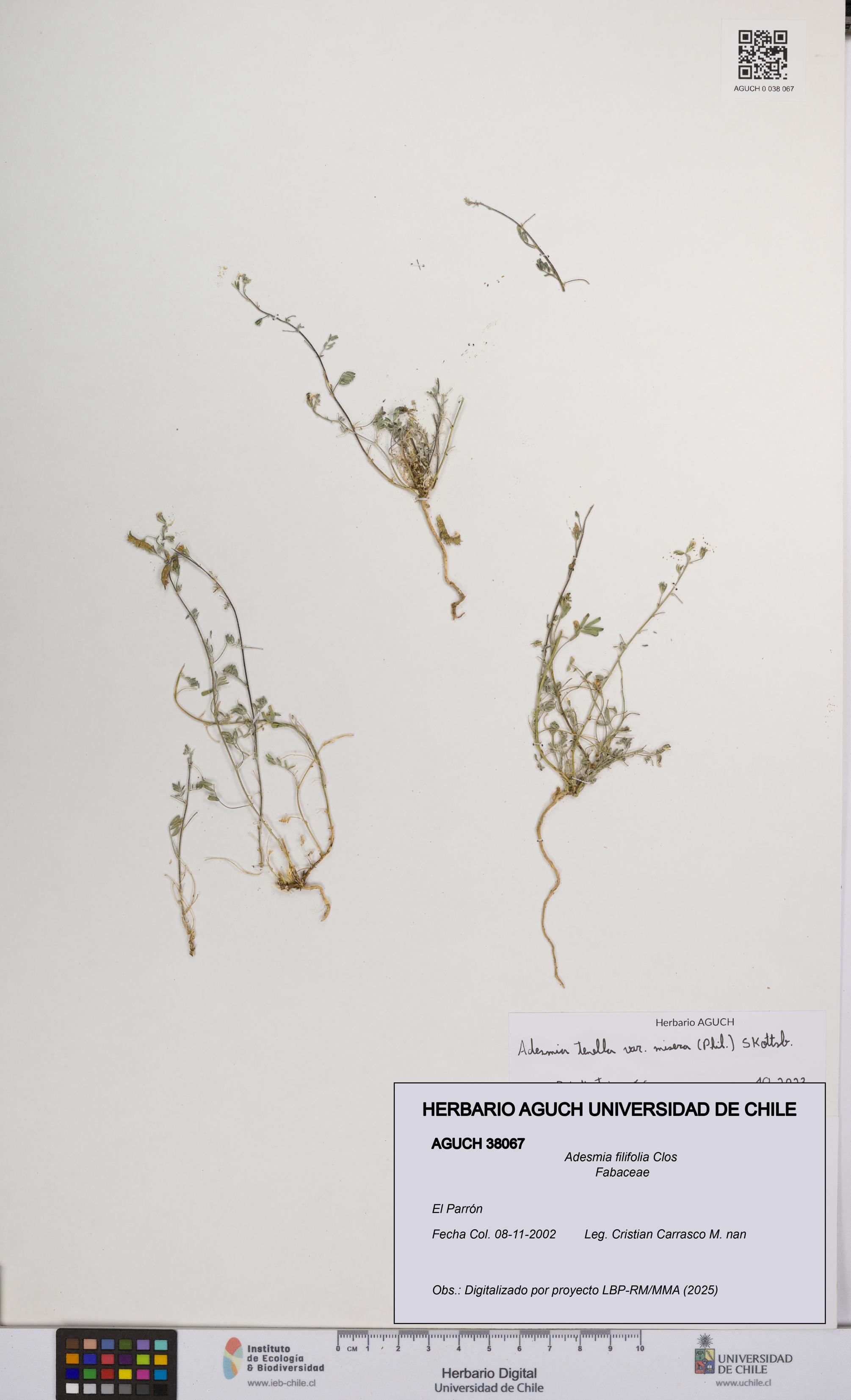 Adesmia filifolia [Espécimen: UCH:AGUCH:0038067]