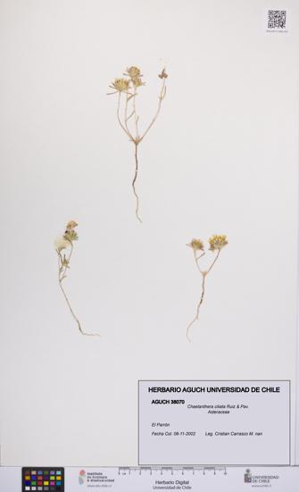 Chaetanthera ciliata [Espécimen: UCH:AGUCH:0038070]