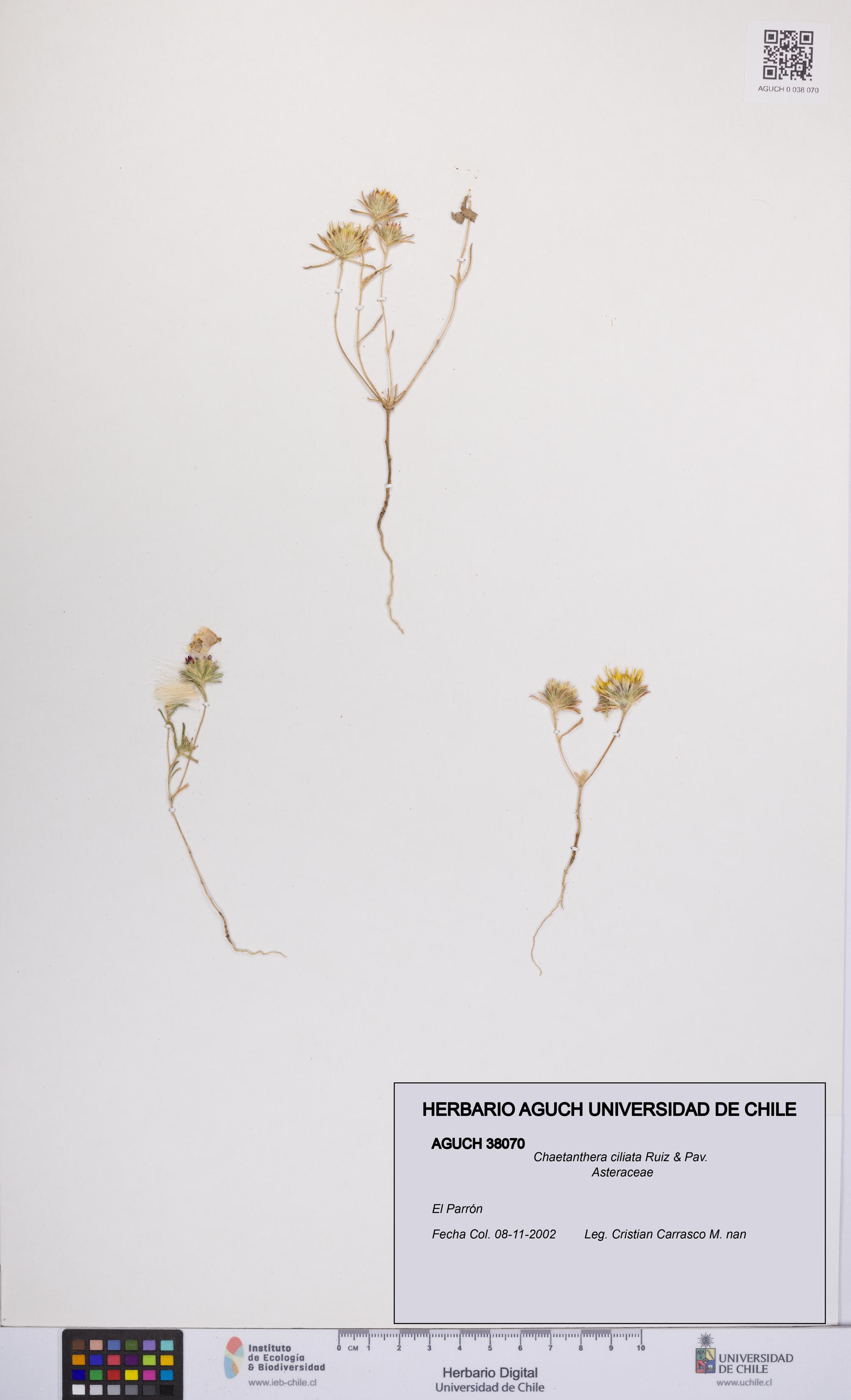 Chaetanthera ciliata [Espécimen: UCH:AGUCH:0038070]