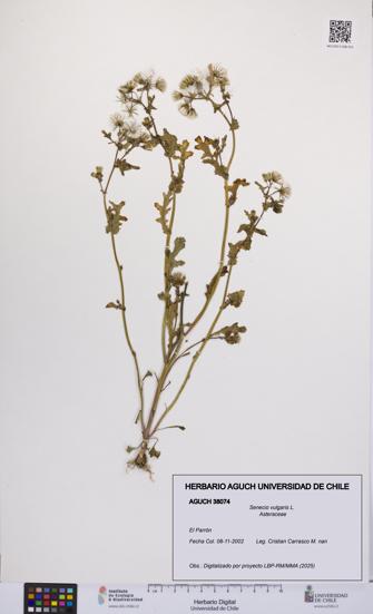 Senecio vulgaris [Espécimen: UCH:AGUCH:0038074]