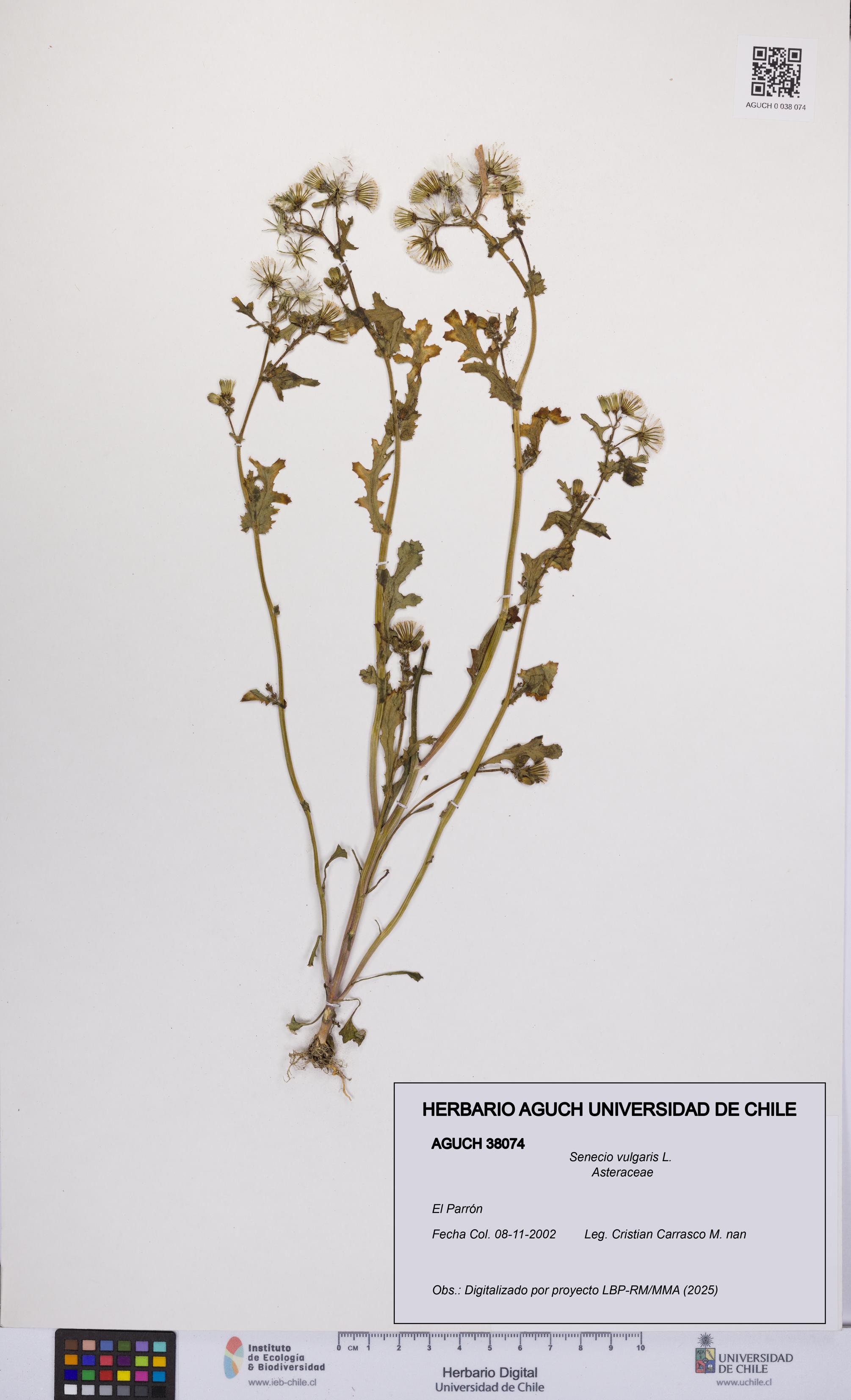 Senecio vulgaris [Espécimen: UCH:AGUCH:0038074]