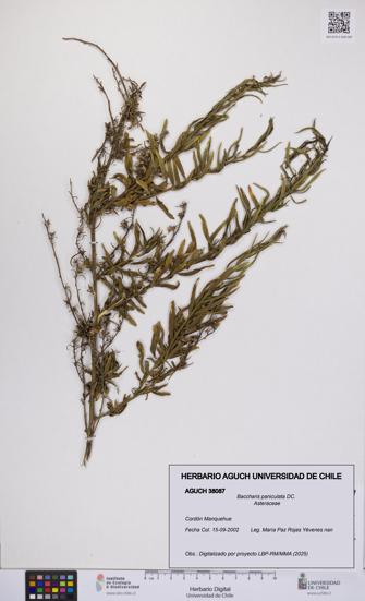 Baccharis paniculata [Espécimen: UCH:AGUCH:0038087]