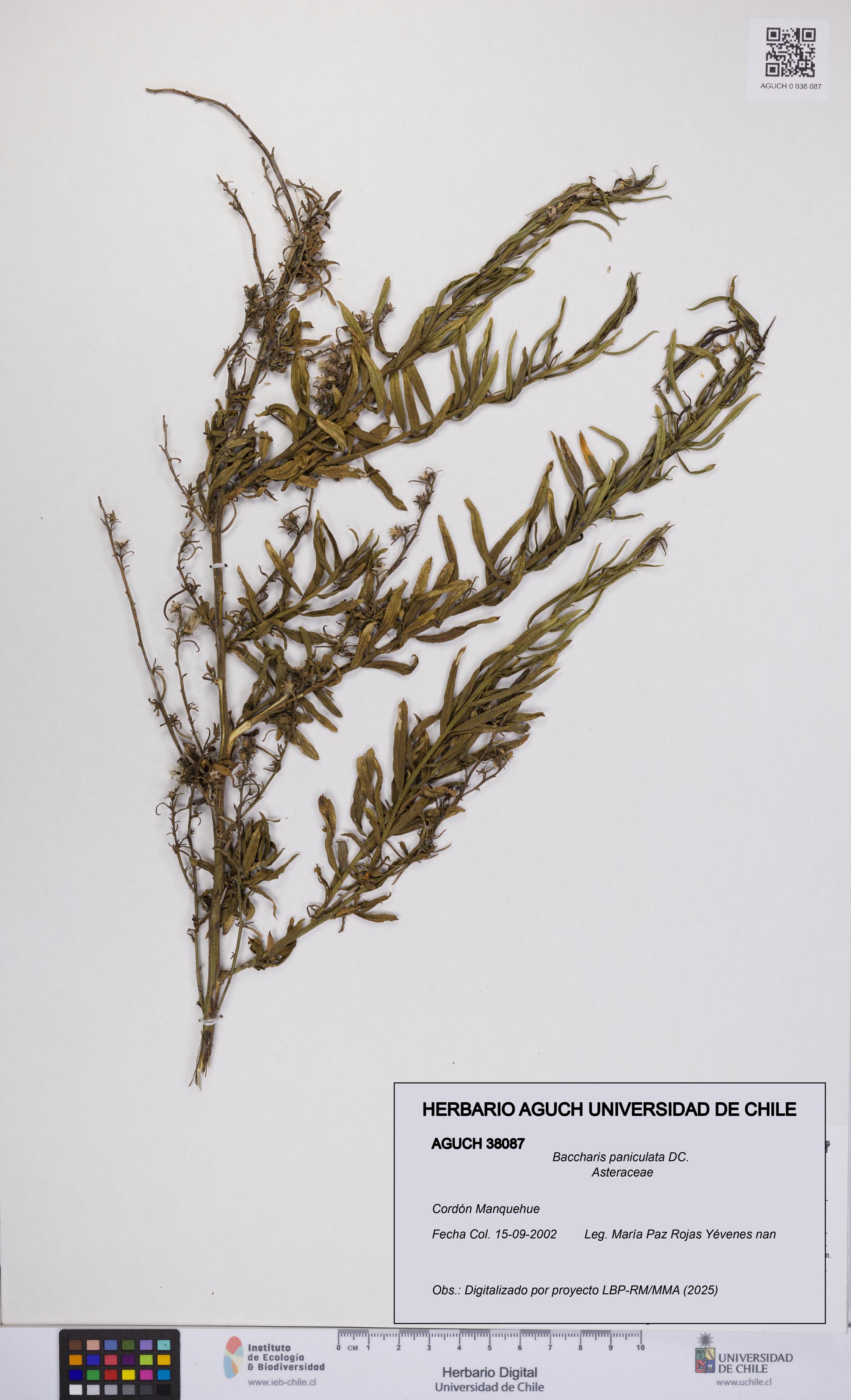 Baccharis paniculata [Espécimen: UCH:AGUCH:0038087]