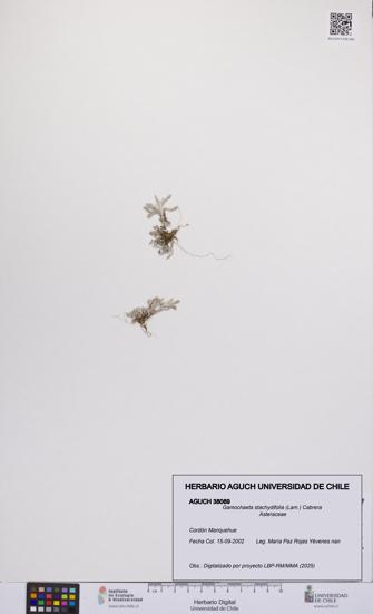 Gamochaeta stachydifolia [Espécimen: UCH:AGUCH:0038089]