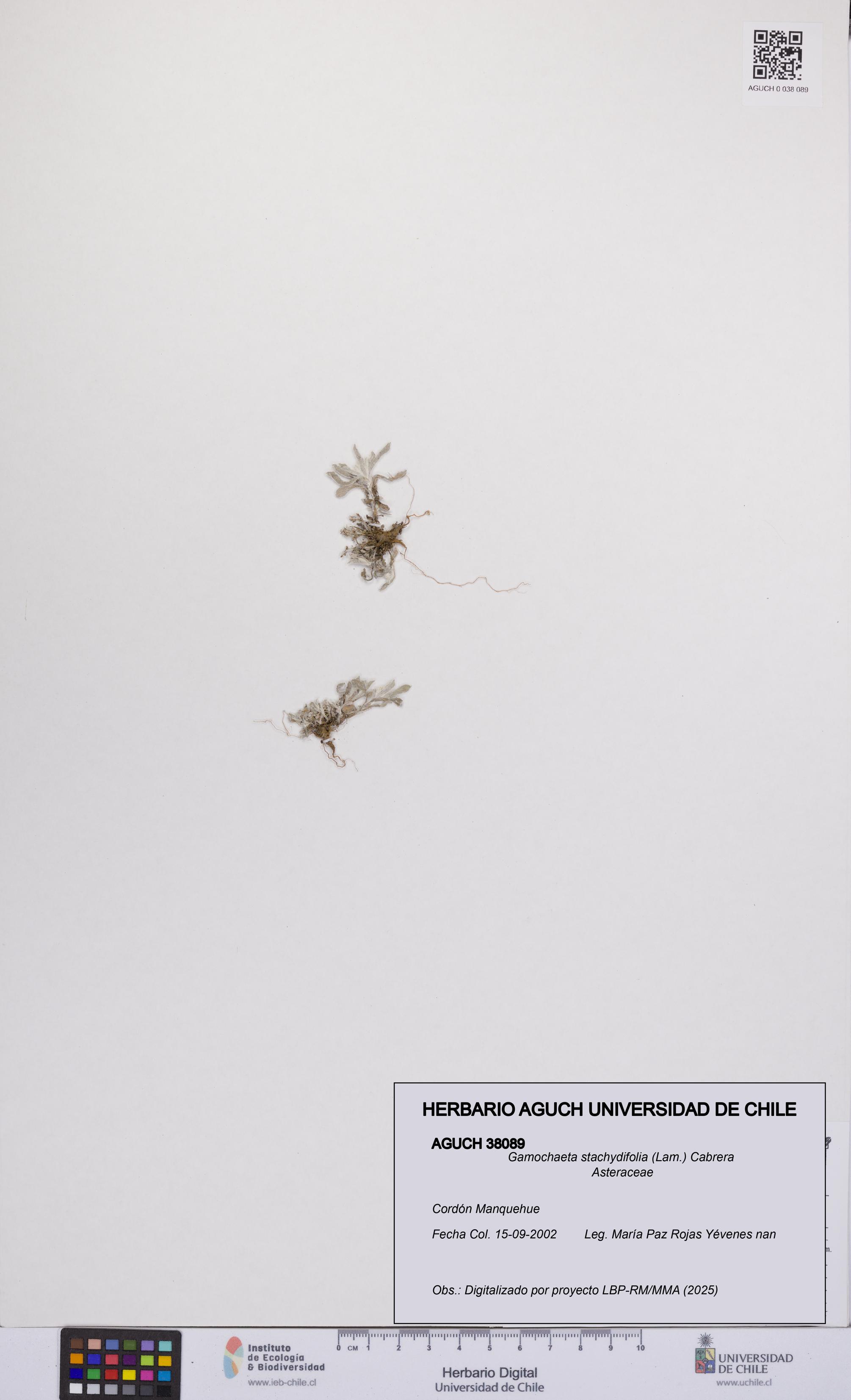 Gamochaeta stachydifolia [Espécimen: UCH:AGUCH:0038089]