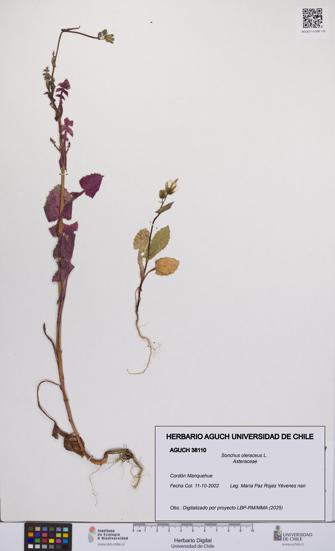 Sonchus oleraceus [Espécimen: UCH:AGUCH:0038110]