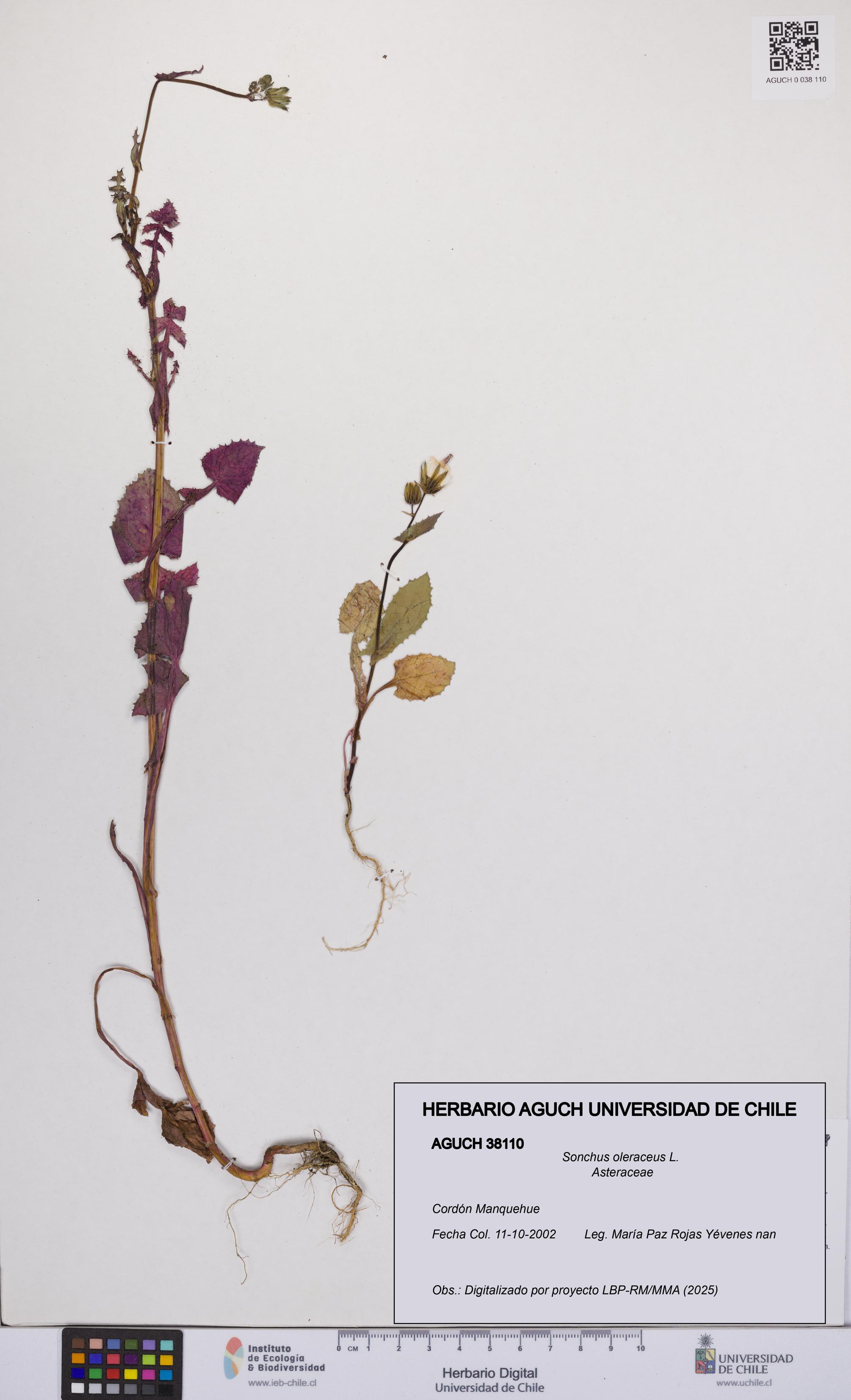 Sonchus oleraceus [Espécimen: UCH:AGUCH:0038110]