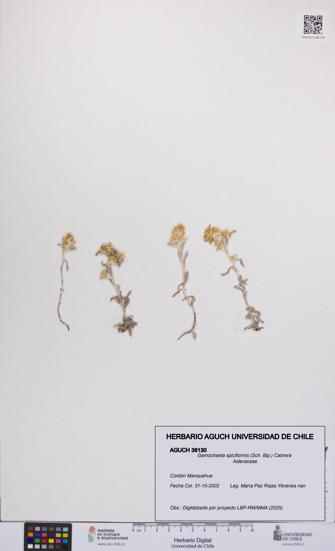 Gamochaeta spiciformis [Espécimen: UCH:AGUCH:0038130]