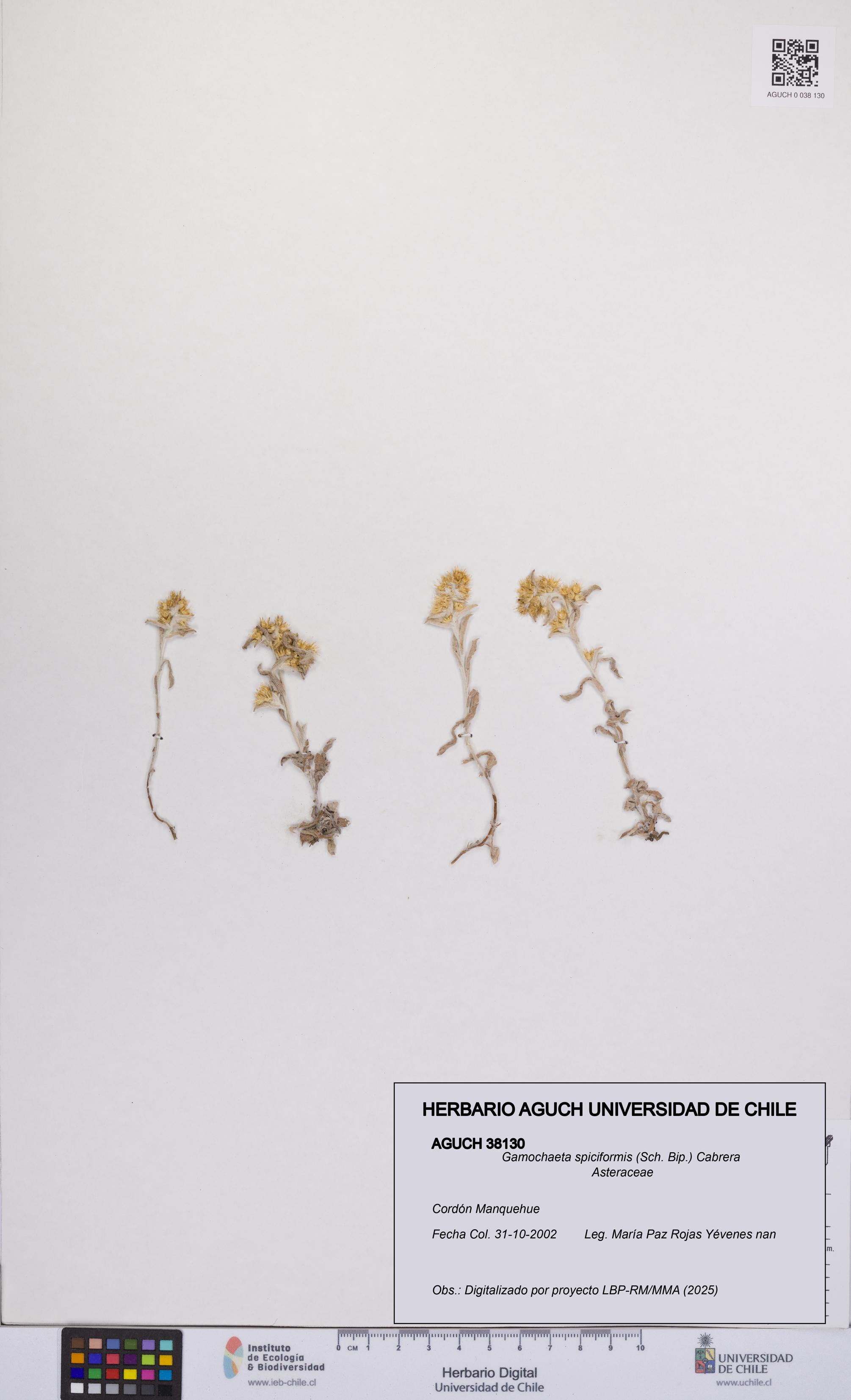 Gamochaeta spiciformis [Espécimen: UCH:AGUCH:0038130]