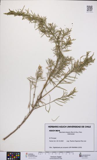 Baccharis linearis [Espécimen: UCH:AGUCH:0038216]