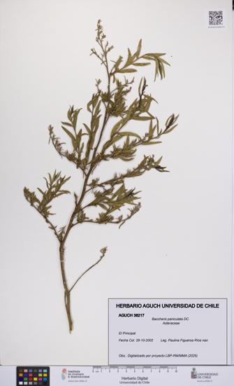 Baccharis paniculata [Espécimen: UCH:AGUCH:0038217]