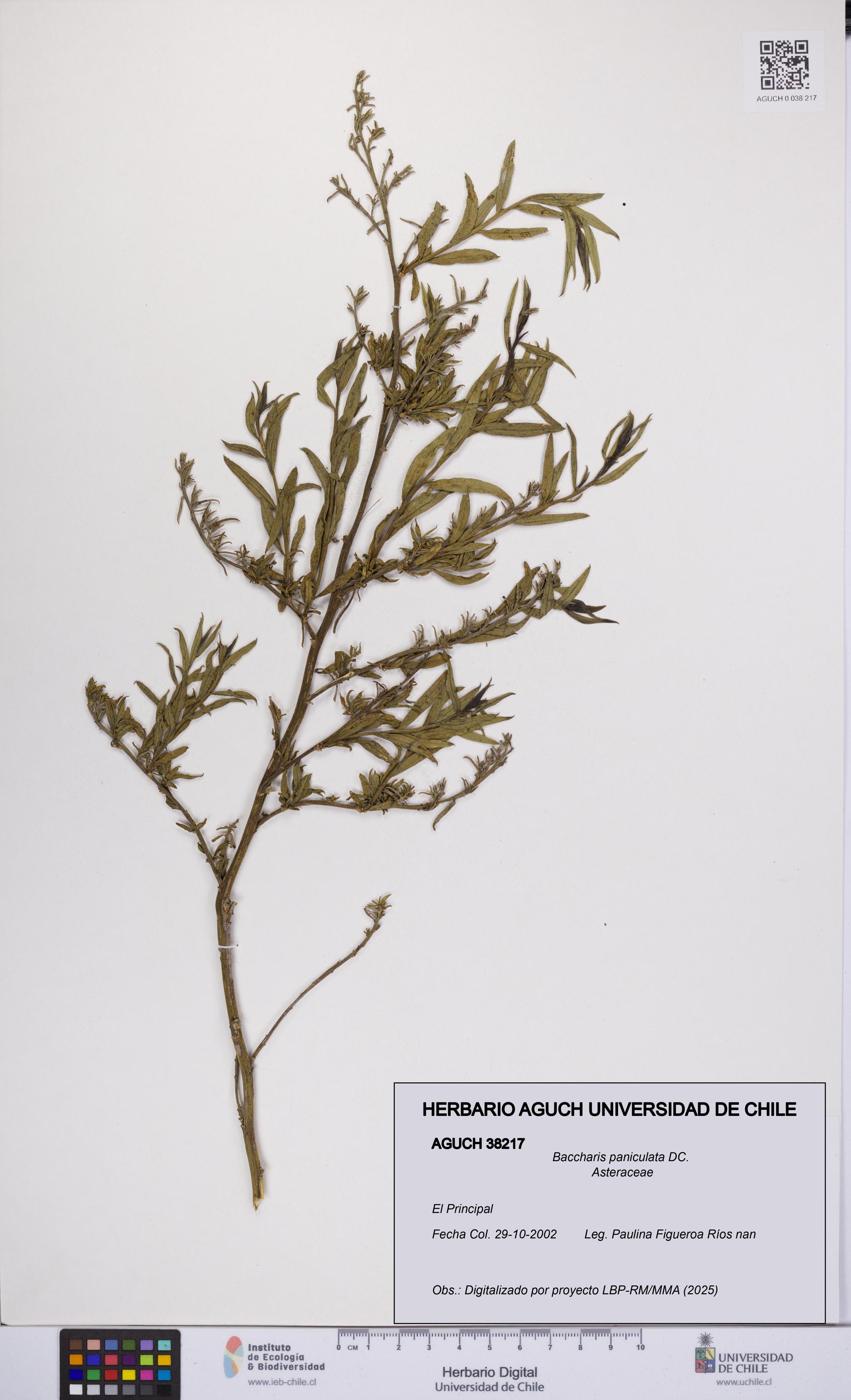 Baccharis paniculata [Espécimen: UCH:AGUCH:0038217]