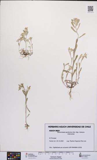 Gamochaeta spiciformis [Espécimen: UCH:AGUCH:0038221]