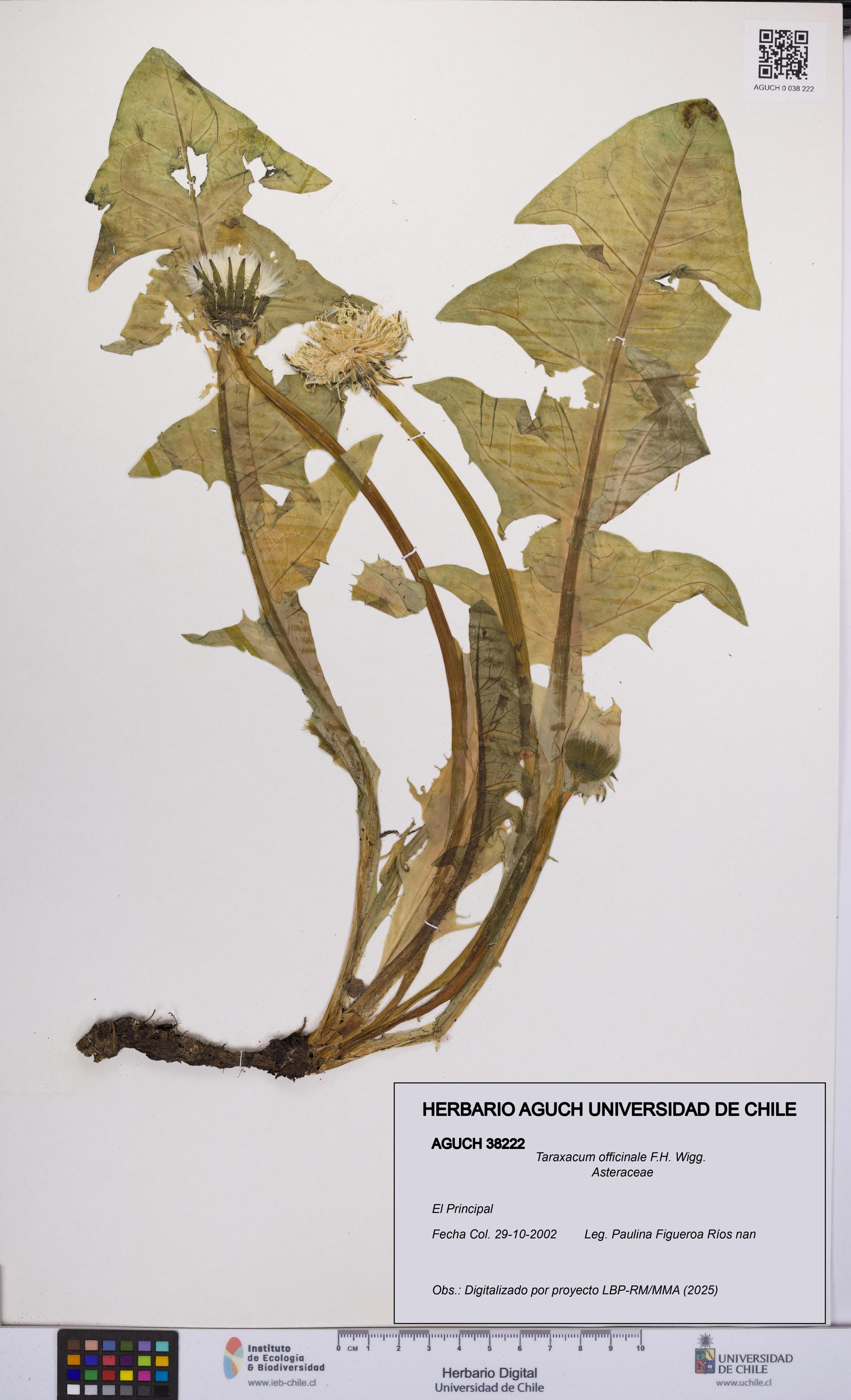 Taraxacum officinale [Espécimen: UCH:AGUCH:0038222]