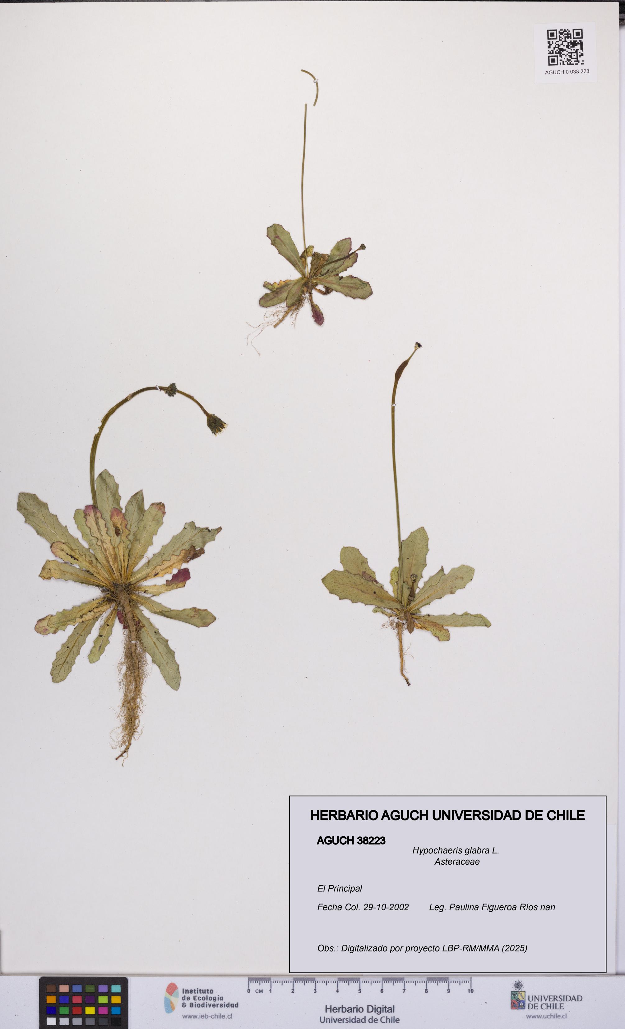 Hypochaeris glabra [Espécimen: UCH:AGUCH:0038223]
