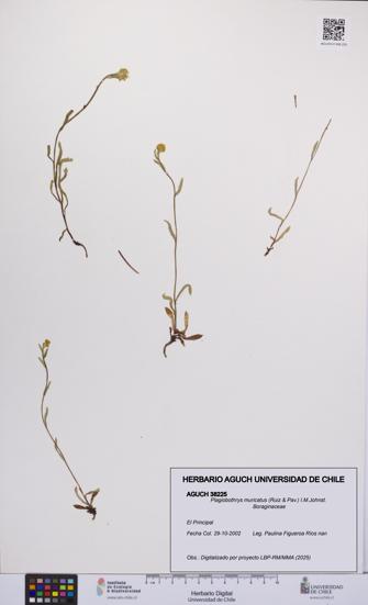 Plagiobothrys muricatus [Espécimen: ]