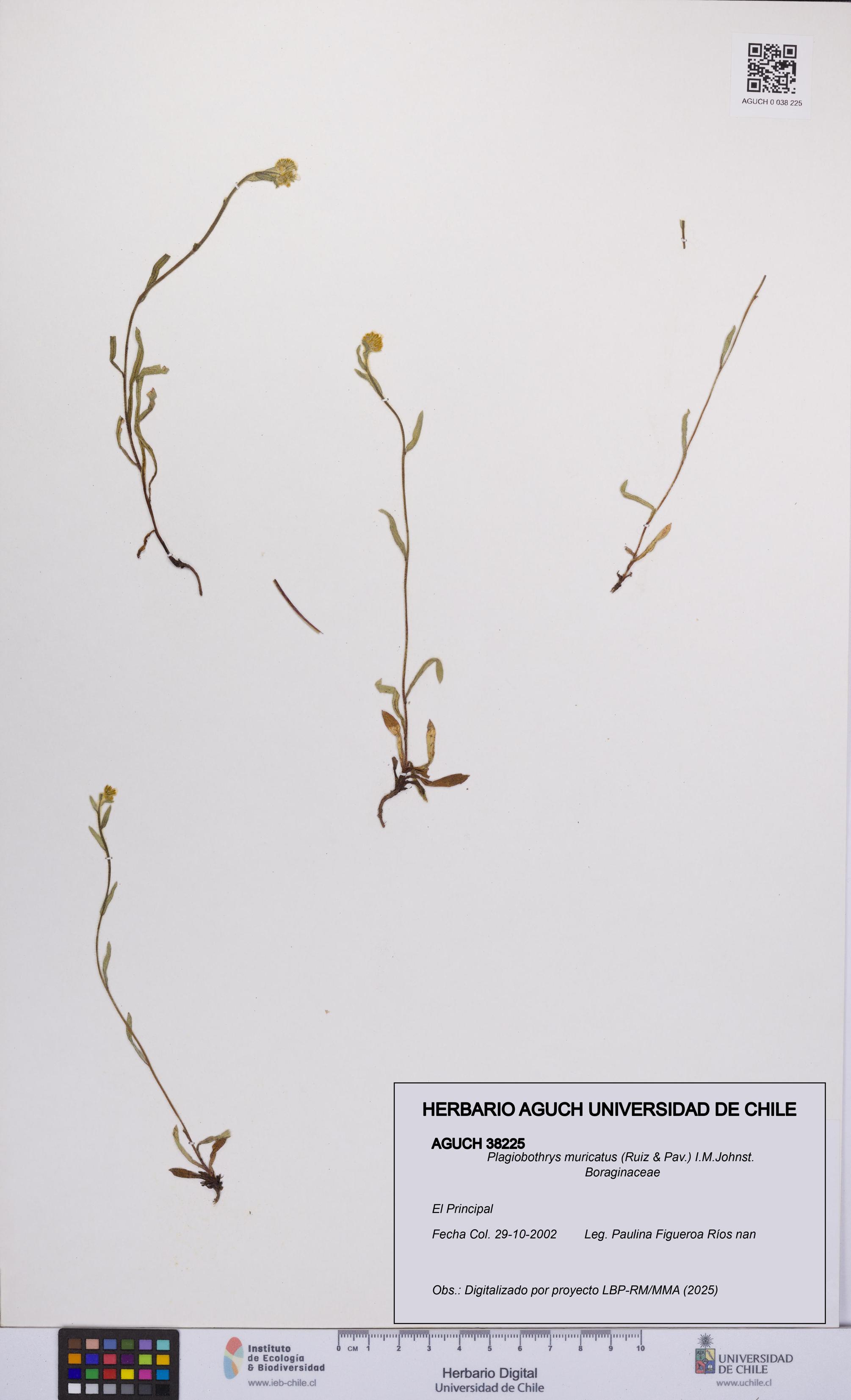Plagiobothrys muricatus [Espécimen: ]