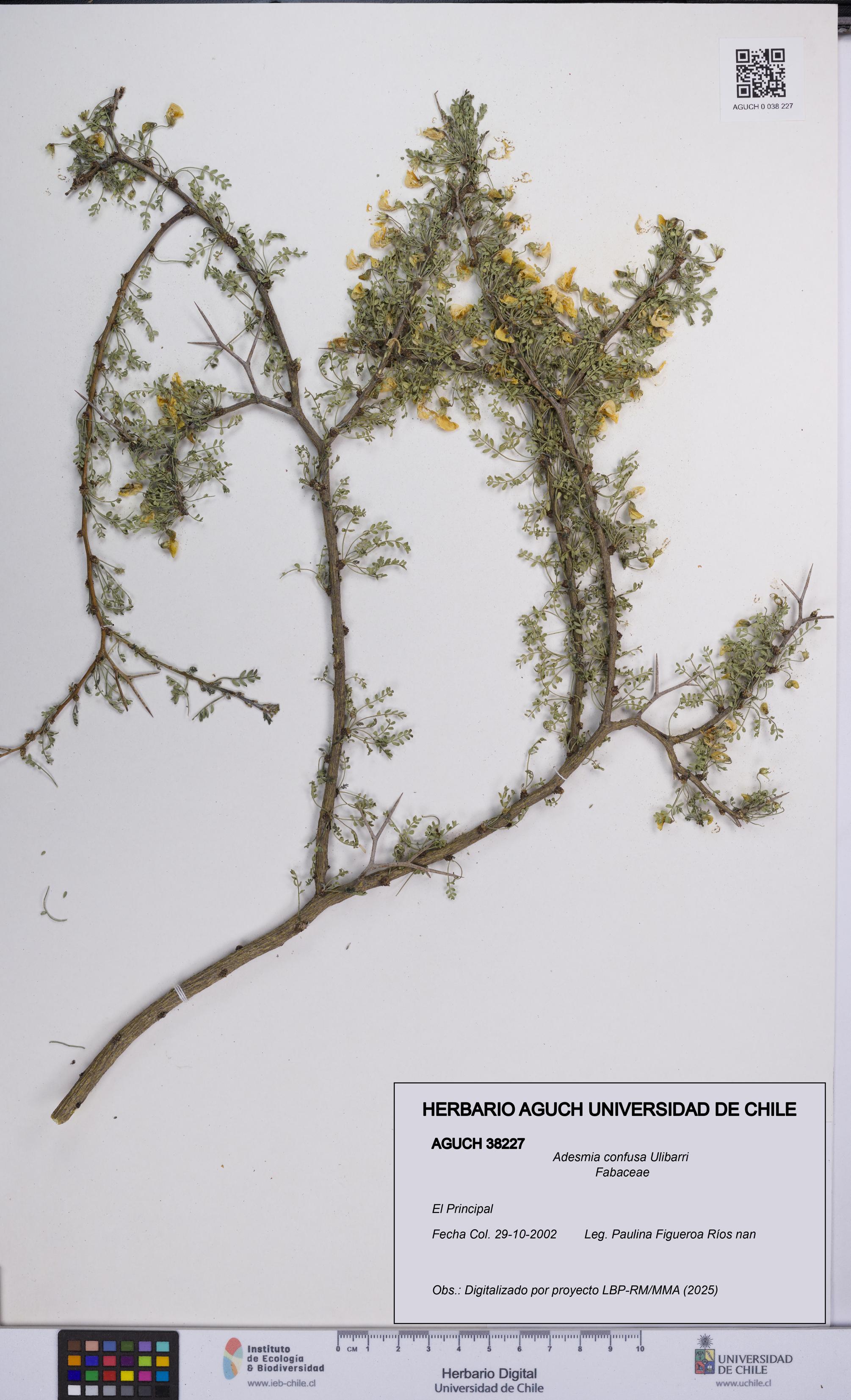 Adesmia confusa [Espécimen: UCH:AGUCH:0038227]