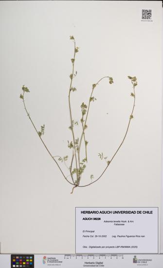 Adesmia tenella [Espécimen: UCH:AGUCH:0038228]