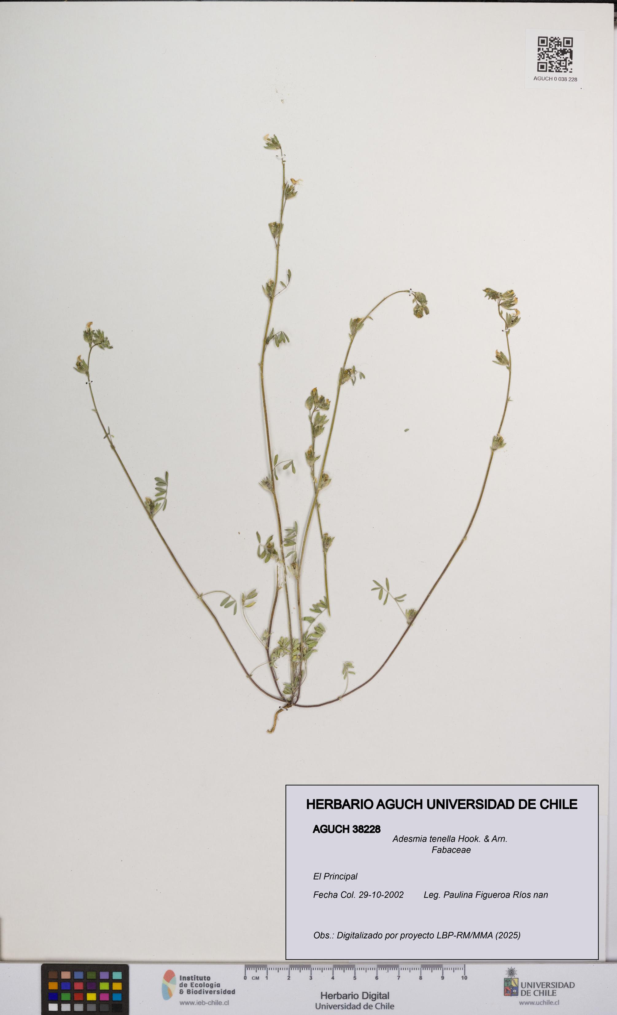 Adesmia tenella [Espécimen: UCH:AGUCH:0038228]