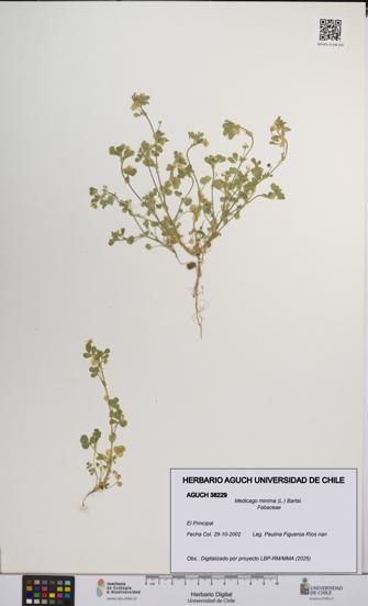 Medicago minima [Espécimen: UCH:AGUCH:0038229]