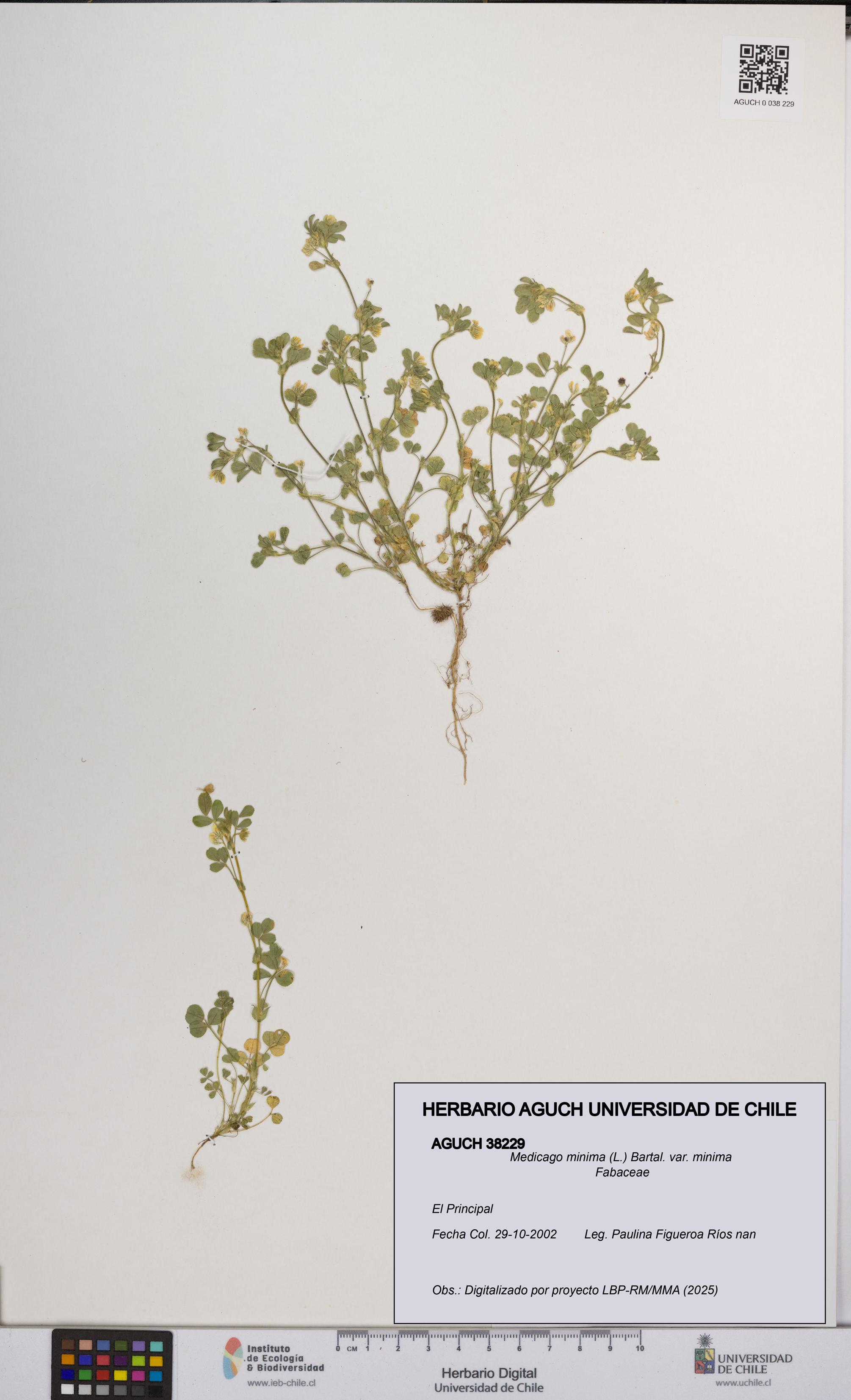 Medicago minima var. minima [Espécimen: ]